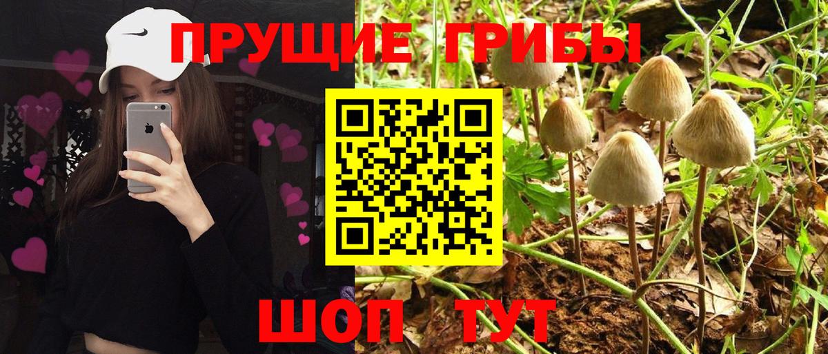 Черняховск  Галлюциногенные грибы MAGIC MUSHROOMS  Вход с VPN  Галлюциногенные грибы мицелий 